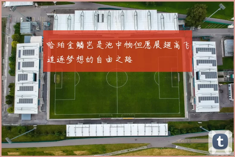 哈珀金鳞岂是池中物但愿展翅高飞追逐梦想的自由之路
